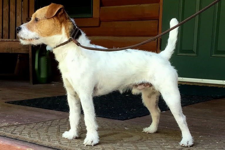 Lincoln, a Russell-type Terrier tested with EmbarkVet.com