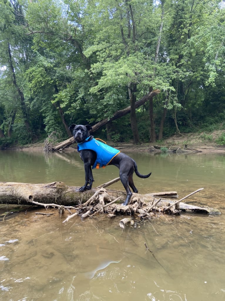 Zhala, a Cane Corso and American Pit Bull Terrier mix tested with EmbarkVet.com