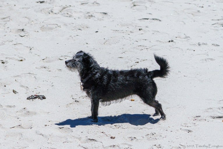 Scruffy, a Poodle (Small) and Chihuahua mix tested with EmbarkVet.com