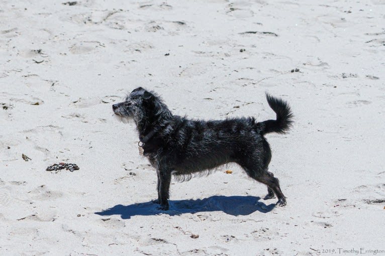 Scruffy, a Poodle (Small) and Chihuahua mix tested with EmbarkVet.com