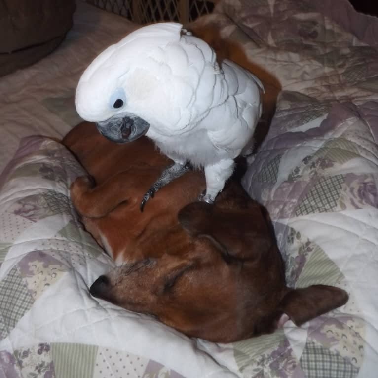 URO3 NI NE Jacob Levi RI SWA SHDNE CGCA TKP RATN RL1X RL2 RLV2X CW-ARA CW-DDA CW-Ob2A, a Dachshund tested with EmbarkVet.com