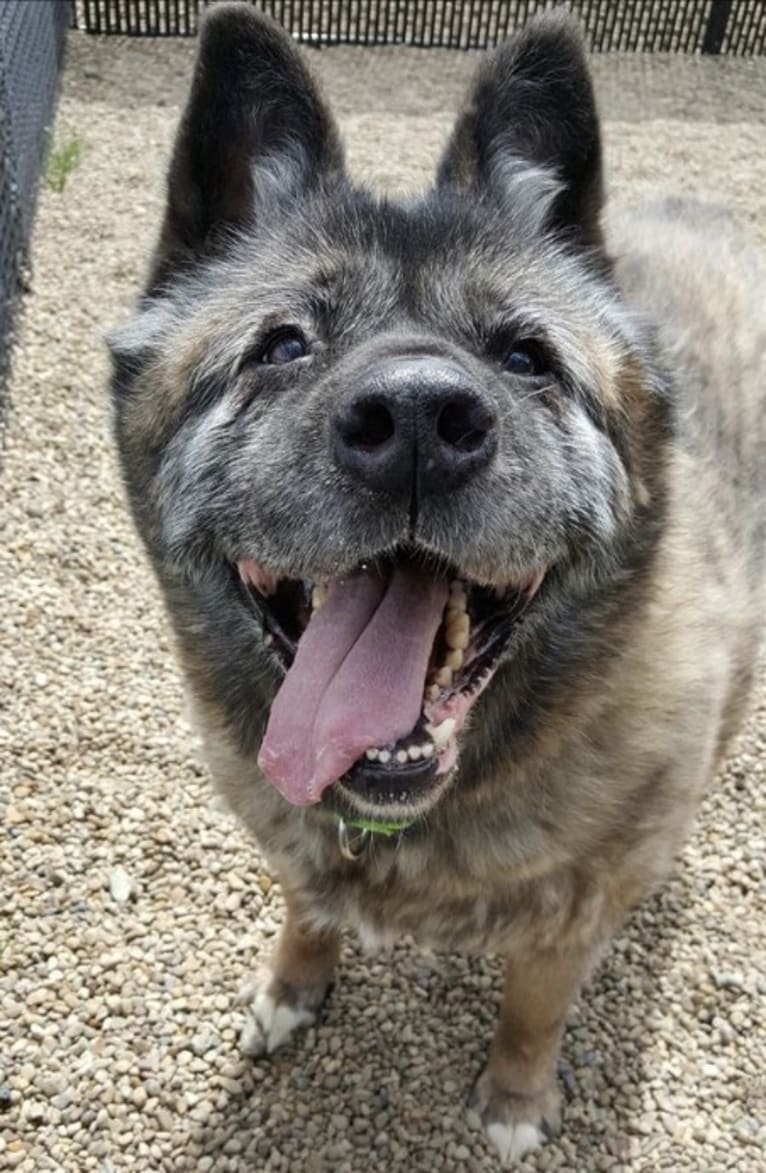 Kiki, an Akita tested with EmbarkVet.com