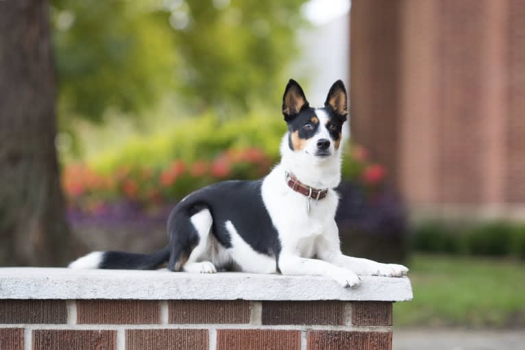 Fable, an Australian Cattle Dog and Siberian Husky mix tested with EmbarkVet.com