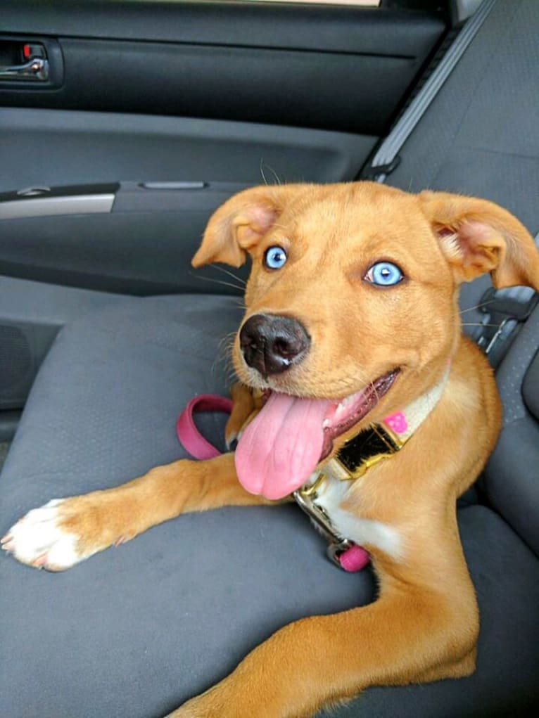 Bali, a Staffordshire Terrier and Siberian Husky mix tested with EmbarkVet.com