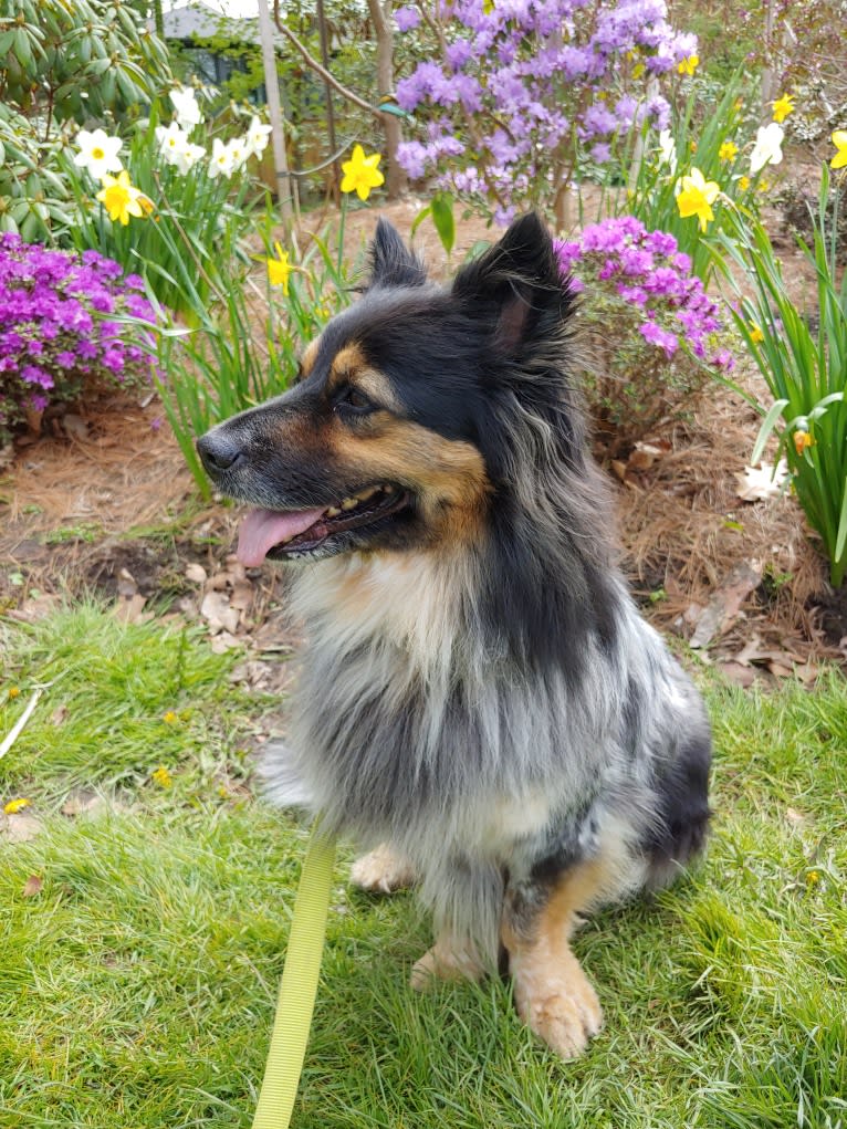 Quigley, an Australian Cattle Dog and Saint Bernard mix tested with EmbarkVet.com