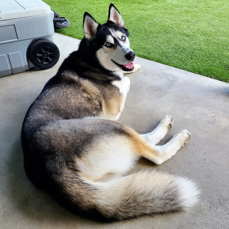 Teyla, a Siberian Husky tested with EmbarkVet.com