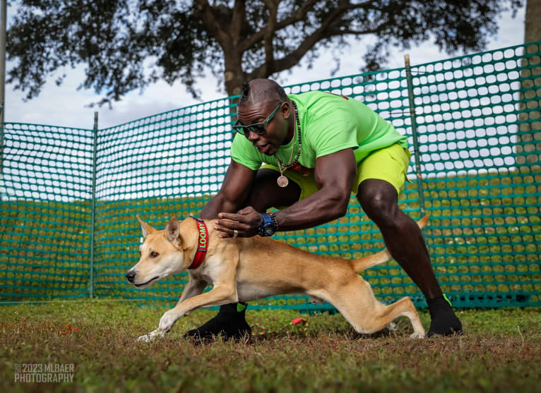 Loomy, a Carolina Dog tested with EmbarkVet.com