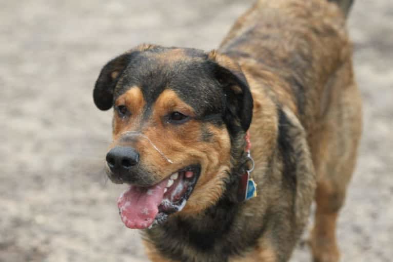 Cooper, a Great Pyrenees and Rottweiler mix tested with EmbarkVet.com