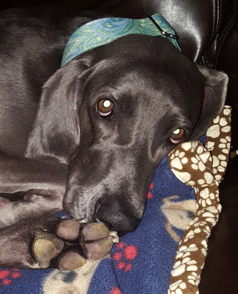 Sophie, a Weimaraner tested with EmbarkVet.com