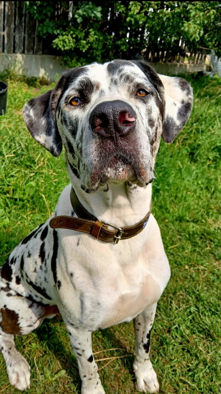 Moose, a Great Dane and American Bulldog mix tested with EmbarkVet.com