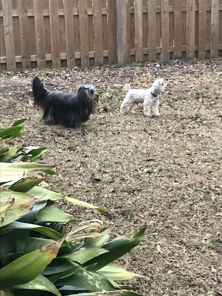 Gus, a Shih Tzu and Lhasa Apso mix tested with EmbarkVet.com