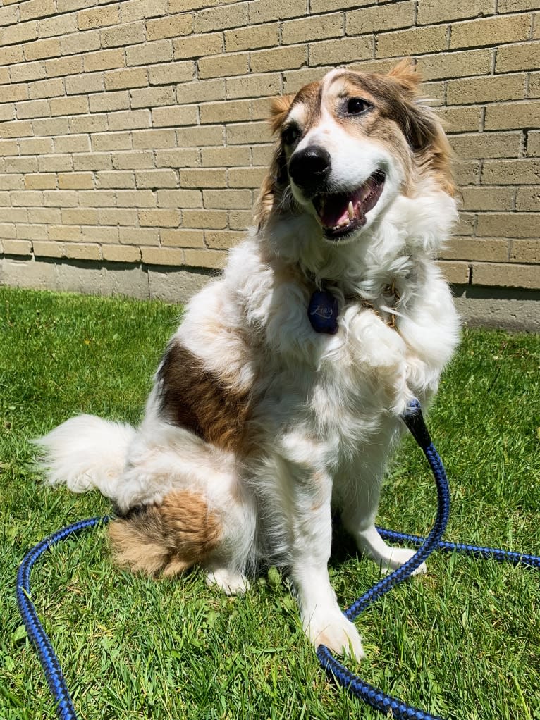 Zoey, a Border Collie and Maremma Sheepdog mix tested with EmbarkVet.com