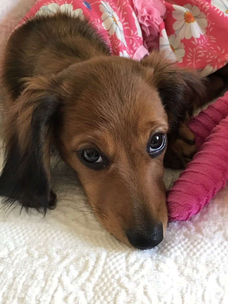 Hattie, a Dachshund (4.3% unresolved) tested with EmbarkVet.com