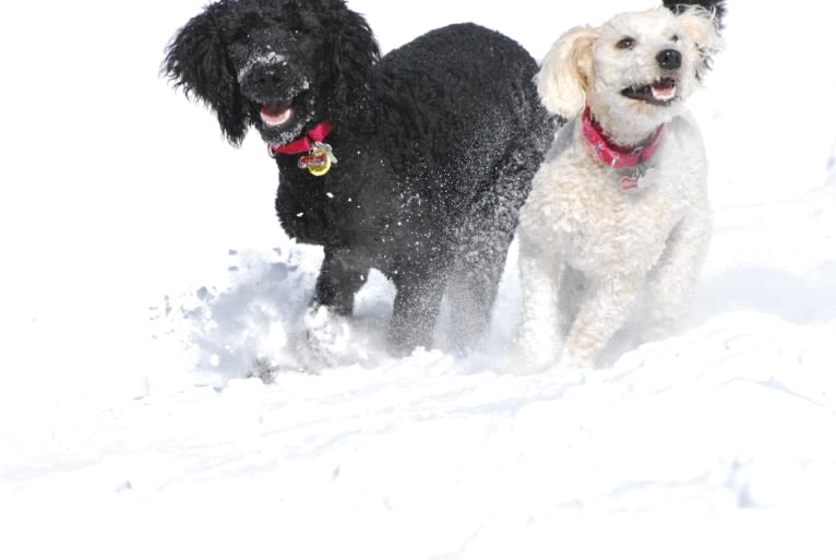 Fig, a Soft Coated Wheaten Terrier and Miniature Schnauzer mix tested with EmbarkVet.com