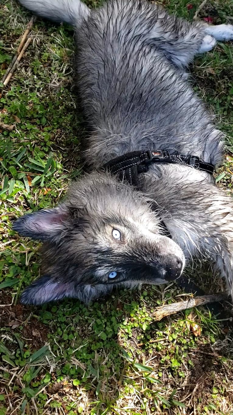 KYLO, a Siberian Husky tested with EmbarkVet.com