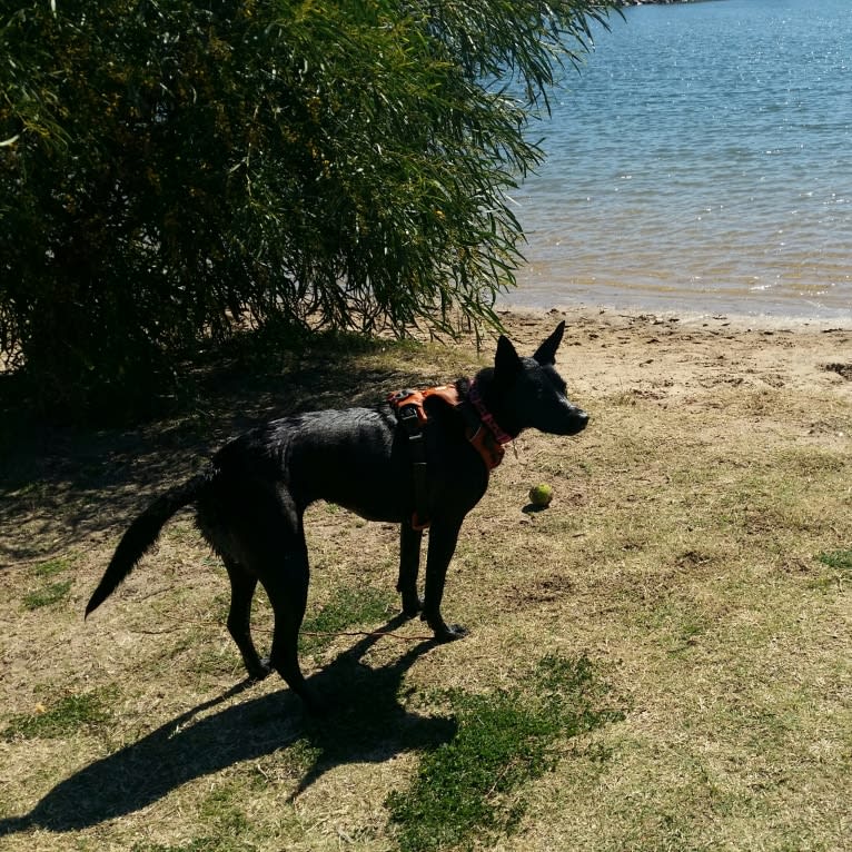 Claire, a Chinese Shar-Pei and Border Collie mix tested with EmbarkVet.com