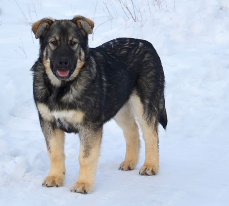 Kodiak, a German Shepherd Dog and Alaskan Malamute mix tested with EmbarkVet.com