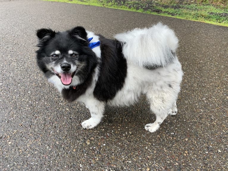 Piper, an American Eskimo Dog and Pomeranian mix tested with EmbarkVet.com