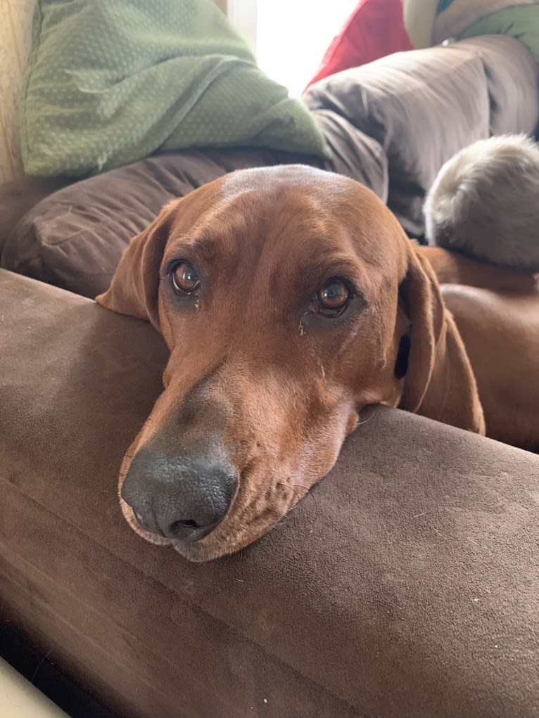 Red, a Redbone Coonhound tested with EmbarkVet.com