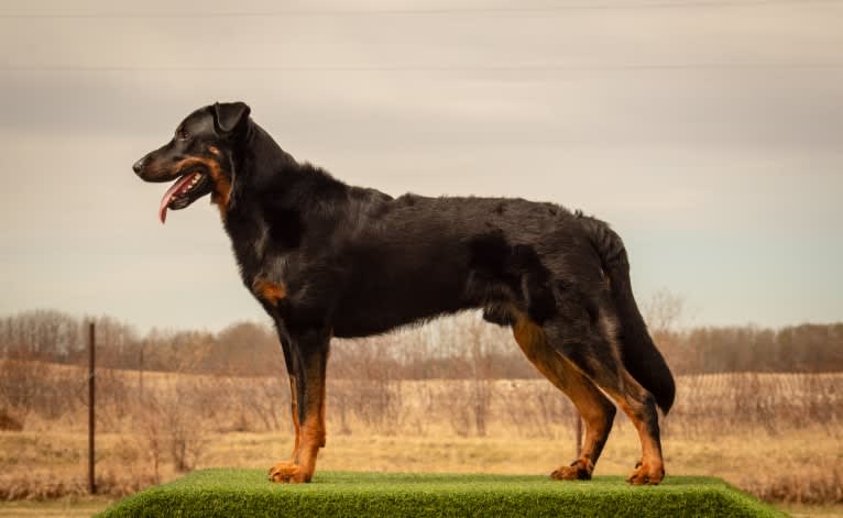 Thanos le Coeur Pur S CA SD-A-SP SDN TT, a Beauceron tested with EmbarkVet.com