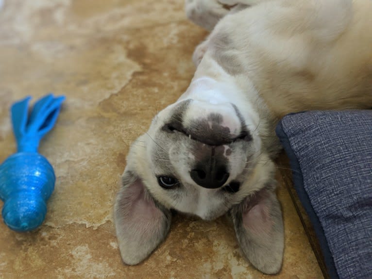 Juno, a Labrador Retriever and Siberian Husky mix tested with EmbarkVet.com