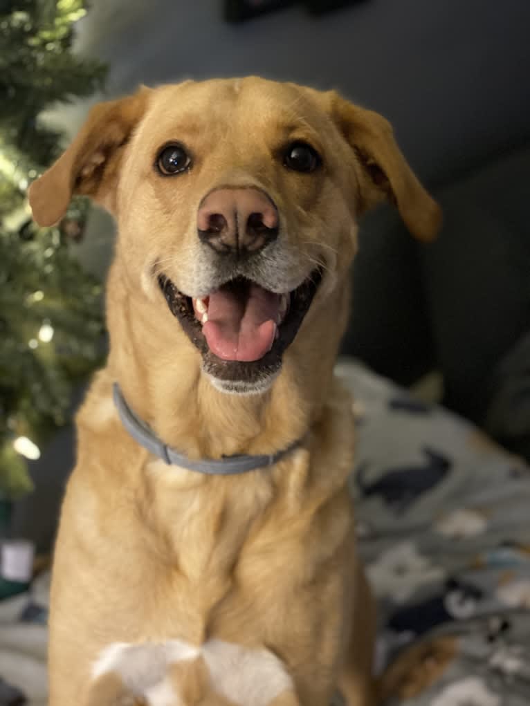 Brock, a Labrador Retriever and Rottweiler mix tested with EmbarkVet.com