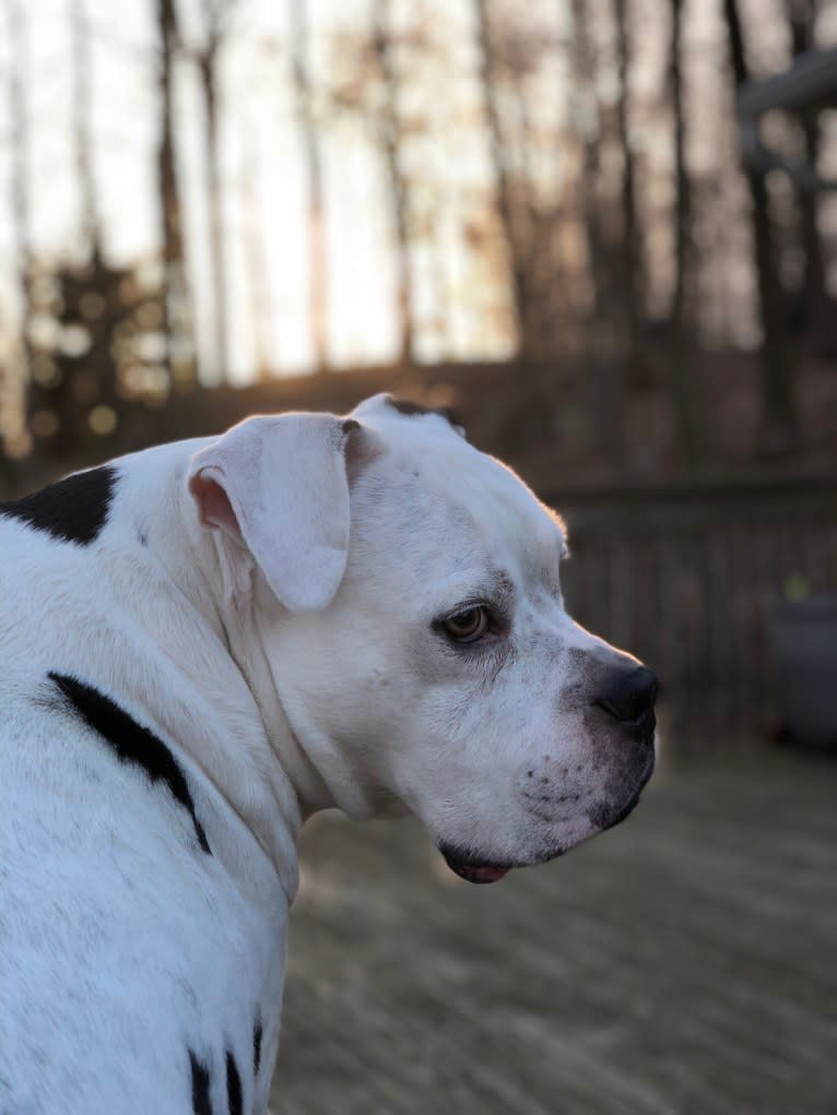 Charlie, an American Pit Bull Terrier and American Bulldog mix tested with EmbarkVet.com