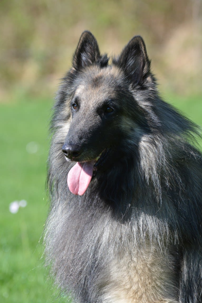 Daron, a Belgian Shepherd tested with EmbarkVet.com