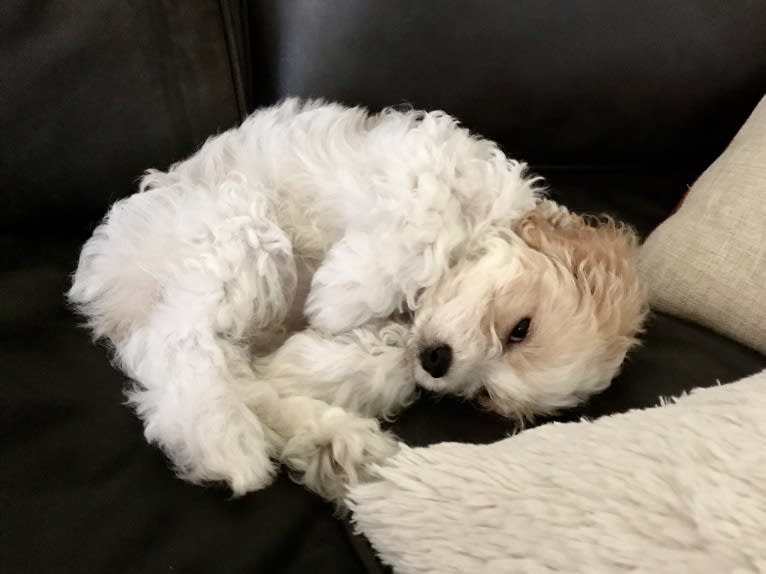 Poppy, a Cavalier King Charles Spaniel and Bichon Frise mix tested with EmbarkVet.com