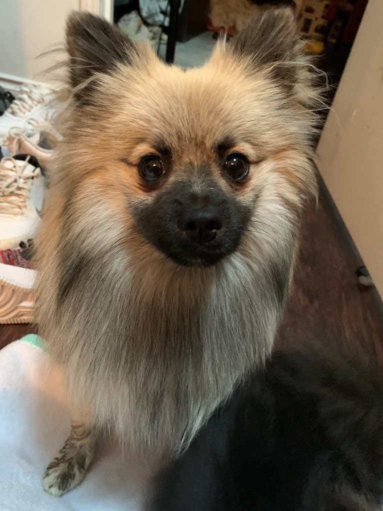 Yogi, a Pomeranian tested with EmbarkVet.com