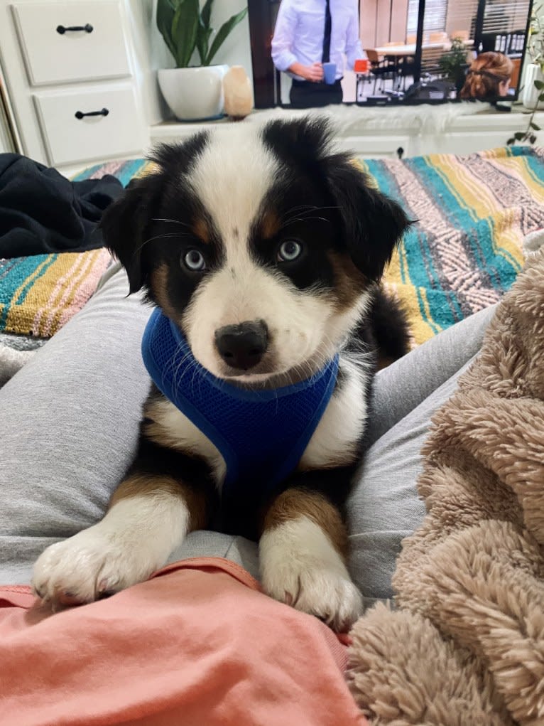 Oliver Webster, an Australian Shepherd tested with EmbarkVet.com