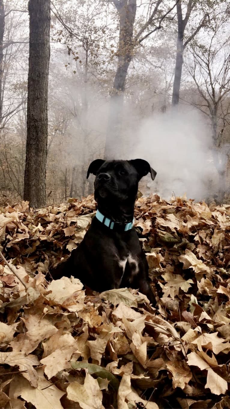 Zhala, a Cane Corso and American Pit Bull Terrier mix tested with EmbarkVet.com