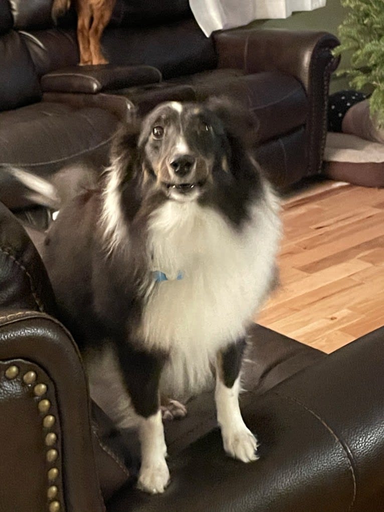 Whiskey Cash Adams, a Shetland Sheepdog tested with EmbarkVet.com