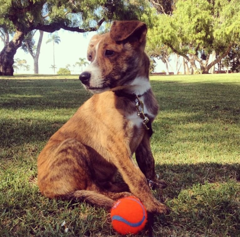 Jeter, a Staffordshire Terrier and Australian Cattle Dog mix tested with EmbarkVet.com