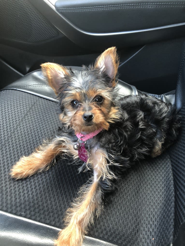 Rihanna Ri-Ri Evans, a Yorkshire Terrier tested with EmbarkVet.com