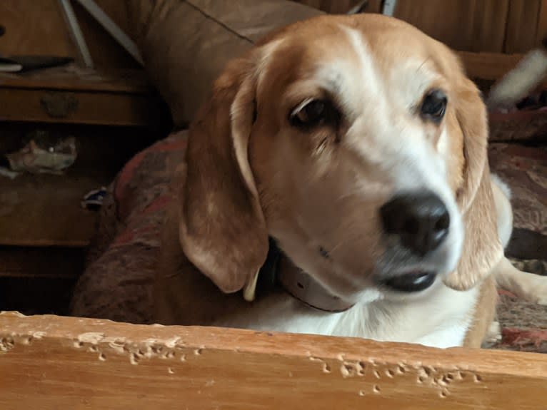 Brie, an American Foxhound tested with EmbarkVet.com