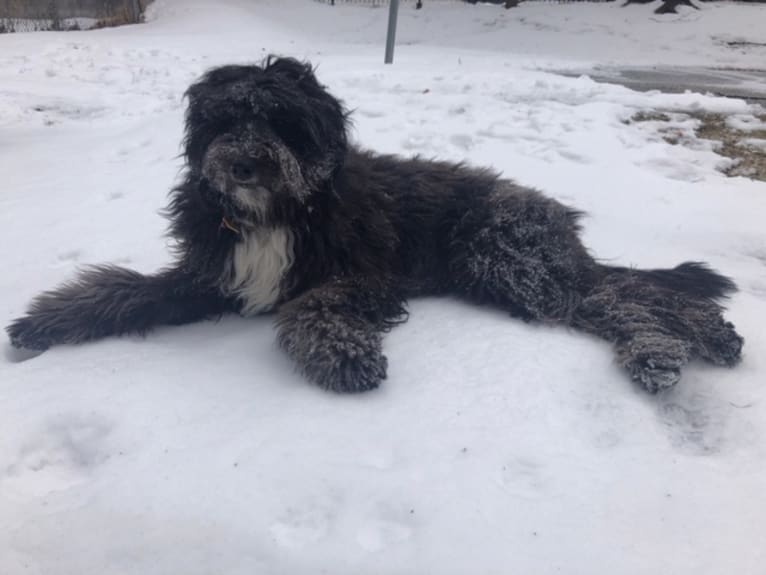 Julep, a Golden Retriever and Old English Sheepdog mix tested with EmbarkVet.com