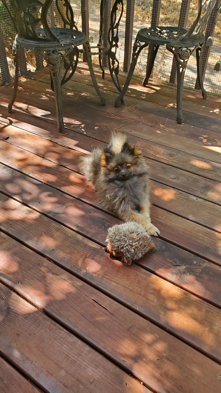 Grizzy, a Pomeranian tested with EmbarkVet.com