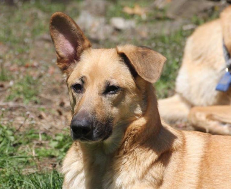 Calista, a Chinook tested with EmbarkVet.com