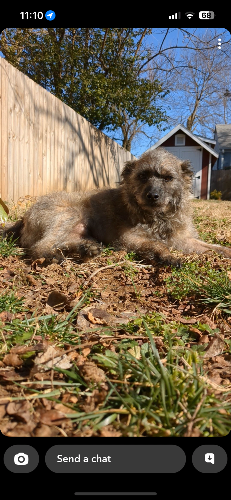 Odie, a Chihuahua and American Pit Bull Terrier mix tested with EmbarkVet.com