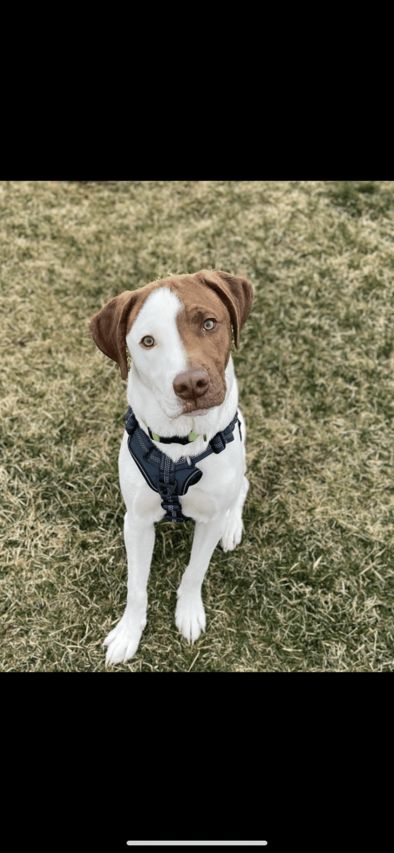 Otis, a Labrador Retriever and American Pit Bull Terrier mix tested with EmbarkVet.com