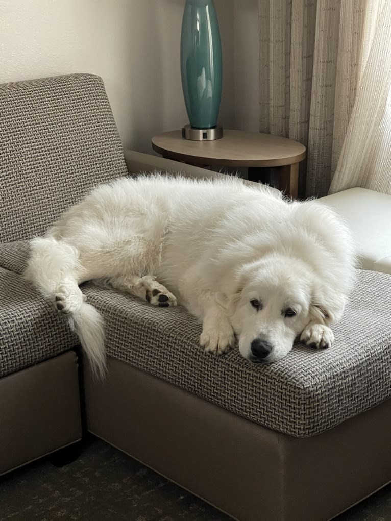 Looney “Chik’in Mini Bandit” Bear, a Great Pyrenees tested with EmbarkVet.com