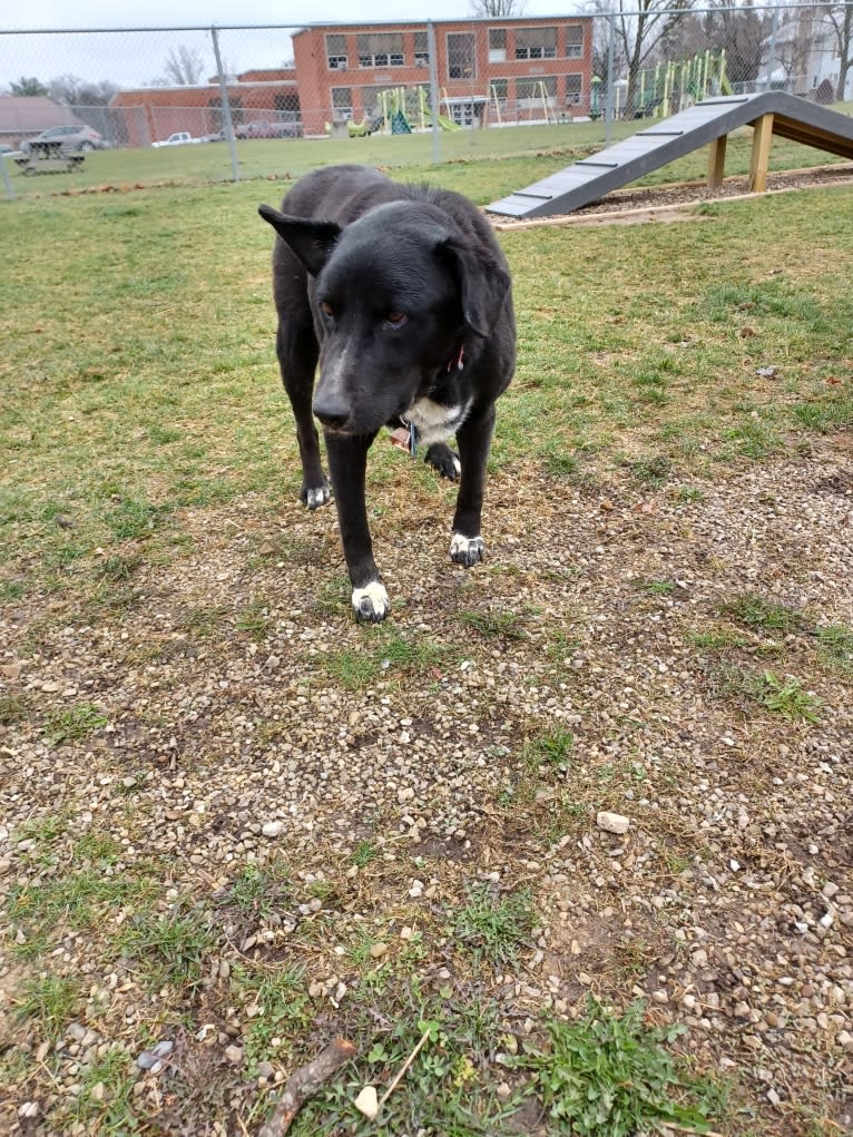 Mandy, a Siberian Husky and Golden Retriever mix tested with EmbarkVet.com