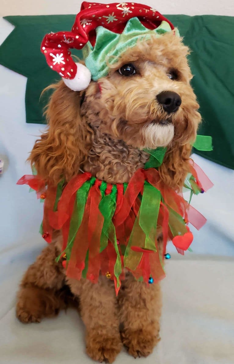 Chloe, a Poodle (Small) and Cocker Spaniel mix tested with EmbarkVet.com