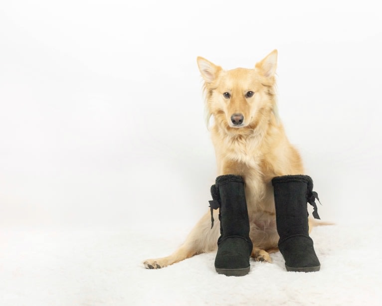 Milo, an Australian Cattle Dog and Golden Retriever mix tested with EmbarkVet.com