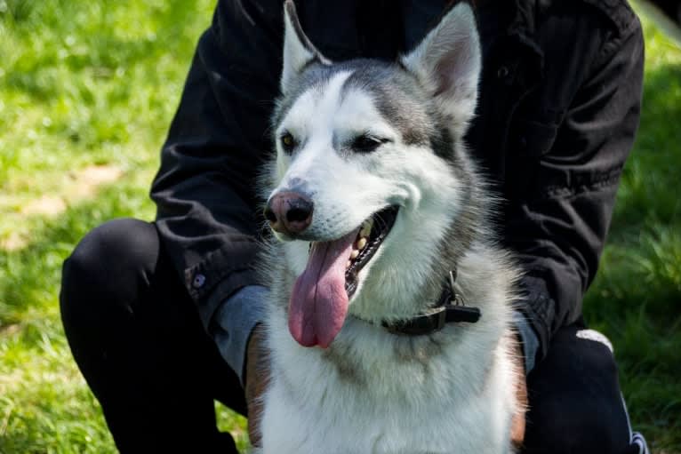 Chamo, a Siberian Husky and Alaskan Malamute mix tested with EmbarkVet.com