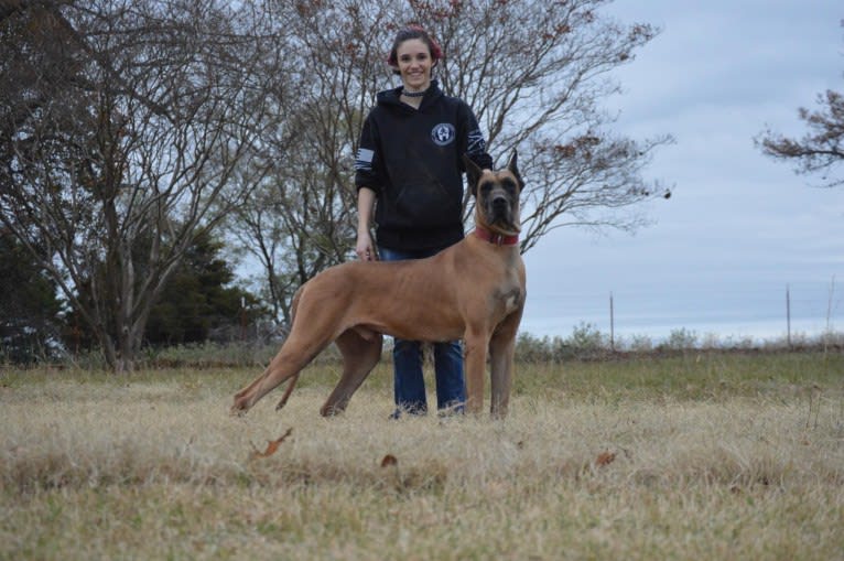 Icon, a Great Dane tested with EmbarkVet.com