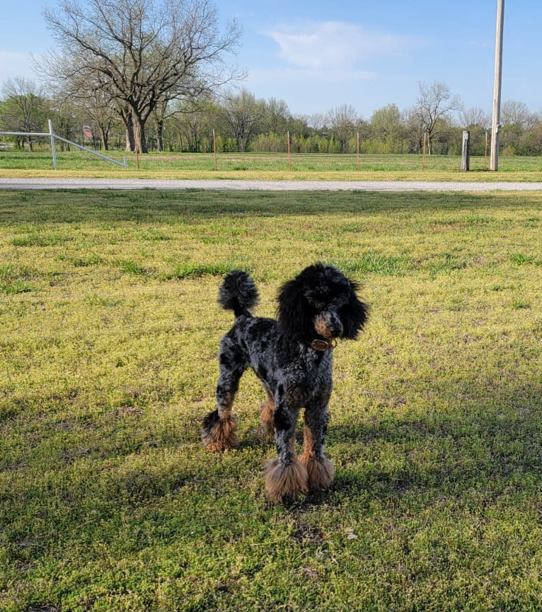 Nash, a Poodle tested with EmbarkVet.com
