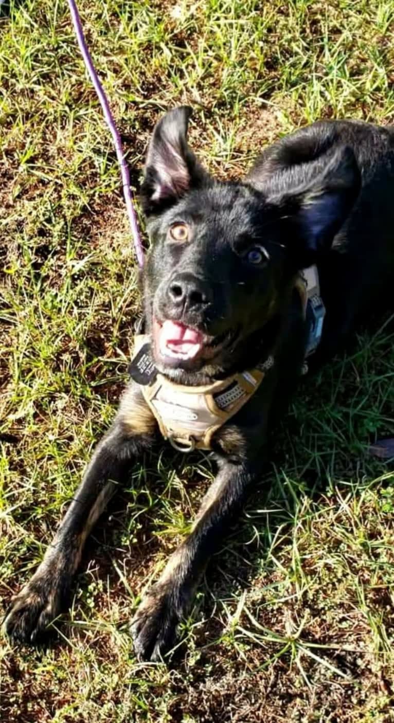 Loki, a German Shepherd Dog and American Pit Bull Terrier mix tested with EmbarkVet.com