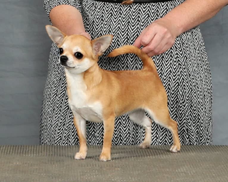 Tila, a Chihuahua tested with EmbarkVet.com